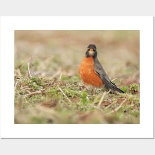 American Robin bird in an open field with out of focus foreground and background Posters and Art